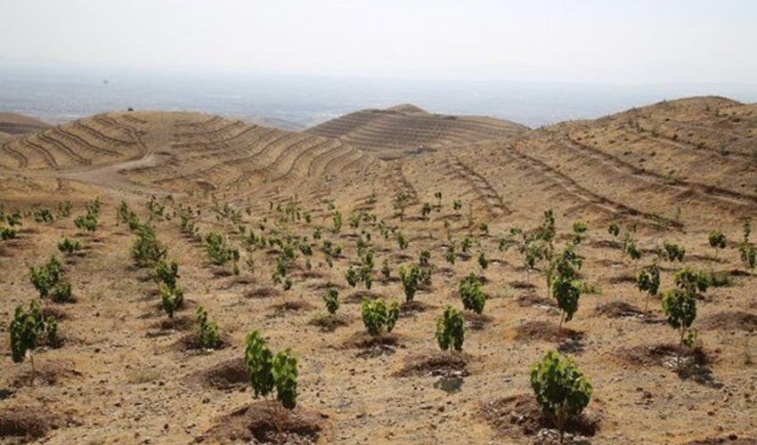 100 هکتار از اراضی ملی شیروان خراسان‌شمالی بذرکاری شد
