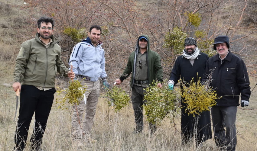 اردوی جهادی کنترل گیاه نیمه انگلی دارواش در طالقان توسط بسیجیان منابع طبیعی و آبخیزداری