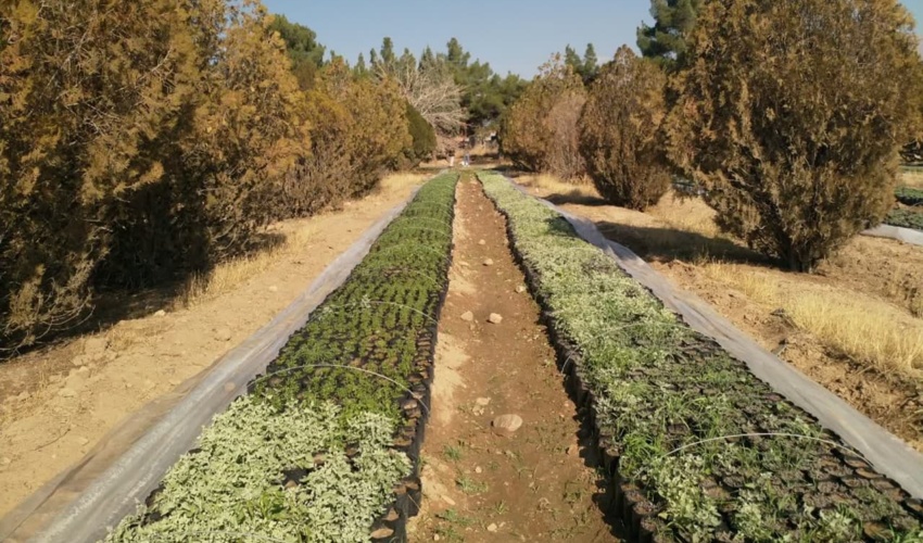 خراسان رضوی/تولید ۶۰ هزار نهال گلدانی جهت کاشت در کمربند سبز جنوب نیشابور