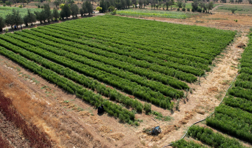 تحقق تعهد چهارمحال و بختیاری در طرح ملی کاشت درخت