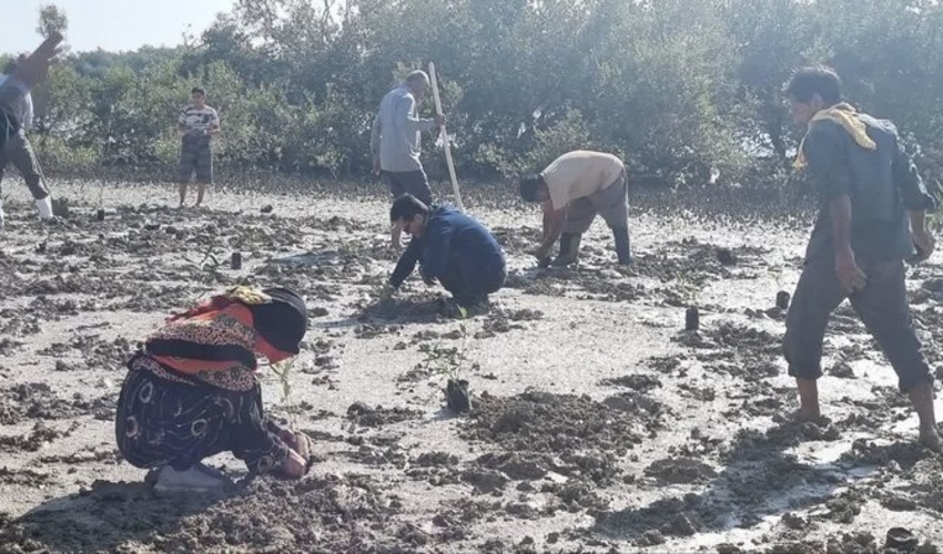 زیر سایه مادر؛ 2 هزار و 500 نهال حرا در ساحل بندرخمیر هرمزگان کاشته شد