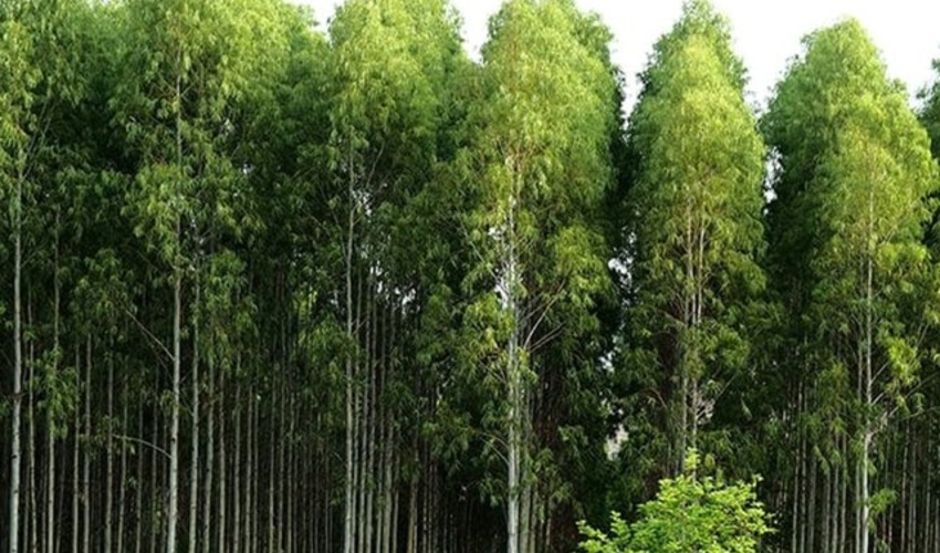 ایلام/ کاشت 100 هزار نهال اکالیپتوس در آبدانان