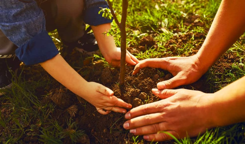  لیست کامل مراکز کاشت درخت در پویش ملی "به نام پدر" اعلام شد