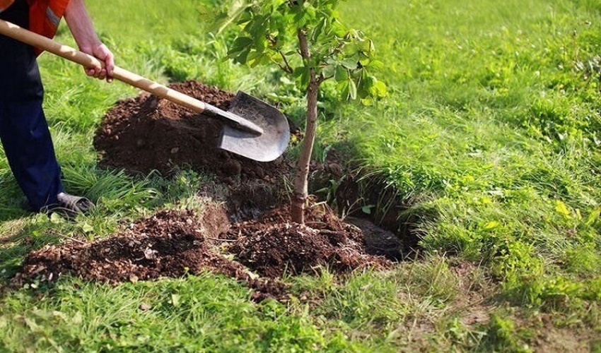 امسال سطح جنگل‌کاری در البرز به 2 هزار هکتار افزایش می‌یابد