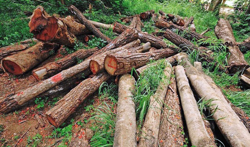 گیلان/ مجروحیت 3 جنگلبان در درگیری با قاچاقچیان چوب در تالش