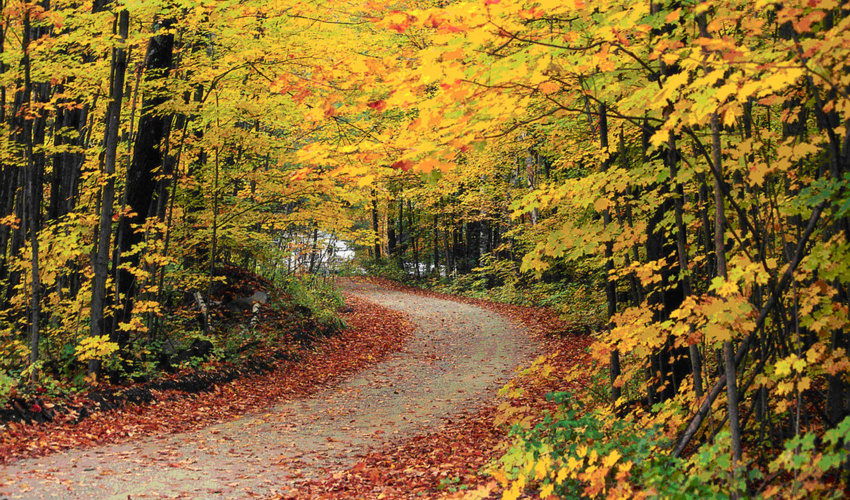 معاون سازمان منابع طبیعی: جنگل‌ هیرکانی منبع تامین چوب نیست!