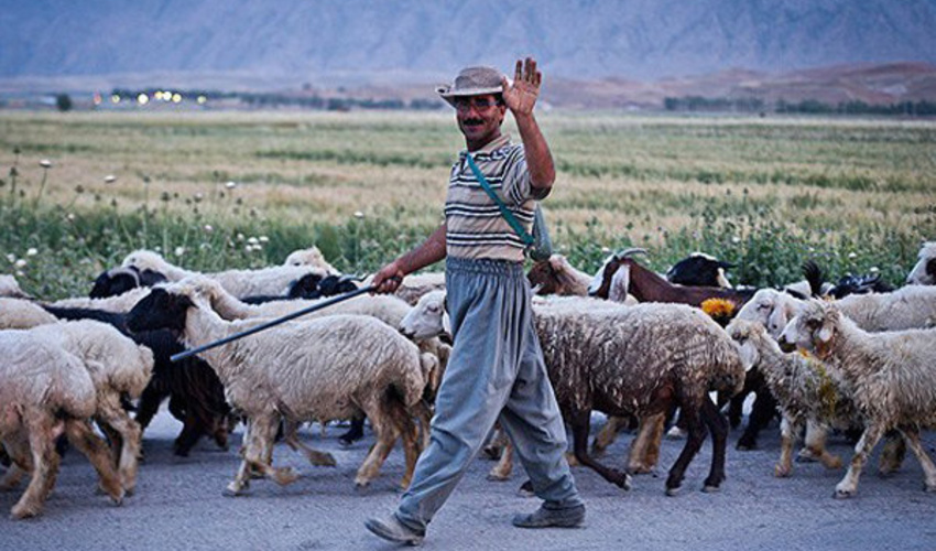 نقش چوپانان در مدیریت مراتع کشور