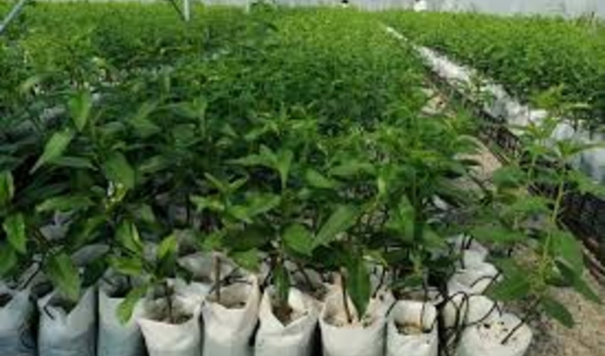 28 میلیون نهال در 9 نهالستان گیلان تولید شد