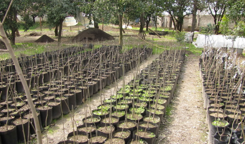 مستند شدن آمار و ارقام کاشت یک میلیارد درخت