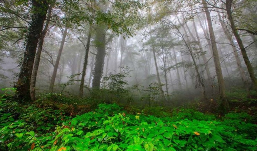 طرح‌های صیانتی جنگل‌های شمال از سال آینده اجرا می‌شود/ انتخاب مجریان برای ۲۸ حوزه آبخیز هیرکانی