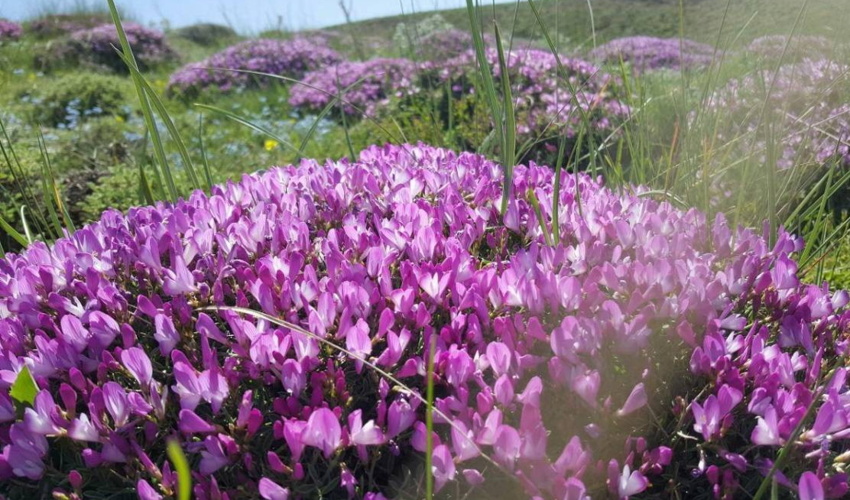 لزوم حفاظت از گون‌زارها بعنوان رویشگاه‌های مرتعی ارزشمند کشور 
