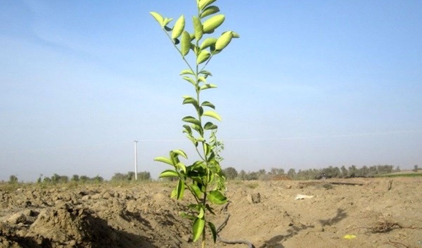 ایلام در مسیر احیای جنگل‌ها و مراتع با طرح نهال‌کاری