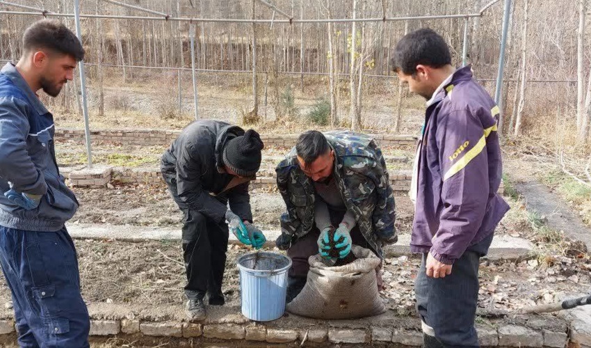 کاشت 200 هزار بذر ارس در قلب جنگل‌های کلات