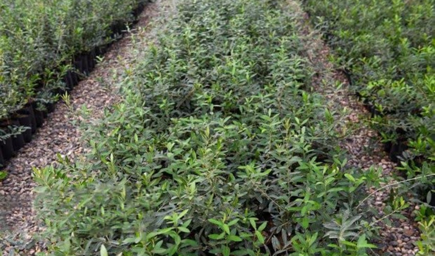 تولید و غرس 580 هزار نهال مرتعی در گلستان با مشارکت مردم و بخش خصوصی