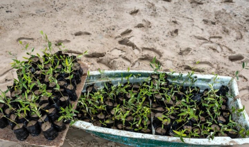 استفاده از «آب خاکستری» برای جنگل‌کاری و تولید نهال حرا در هرمزگان
