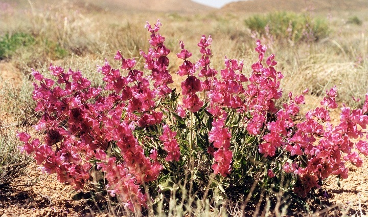 گیاهان دارویی