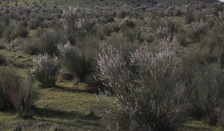 ذخیره‌گاه جنگلی